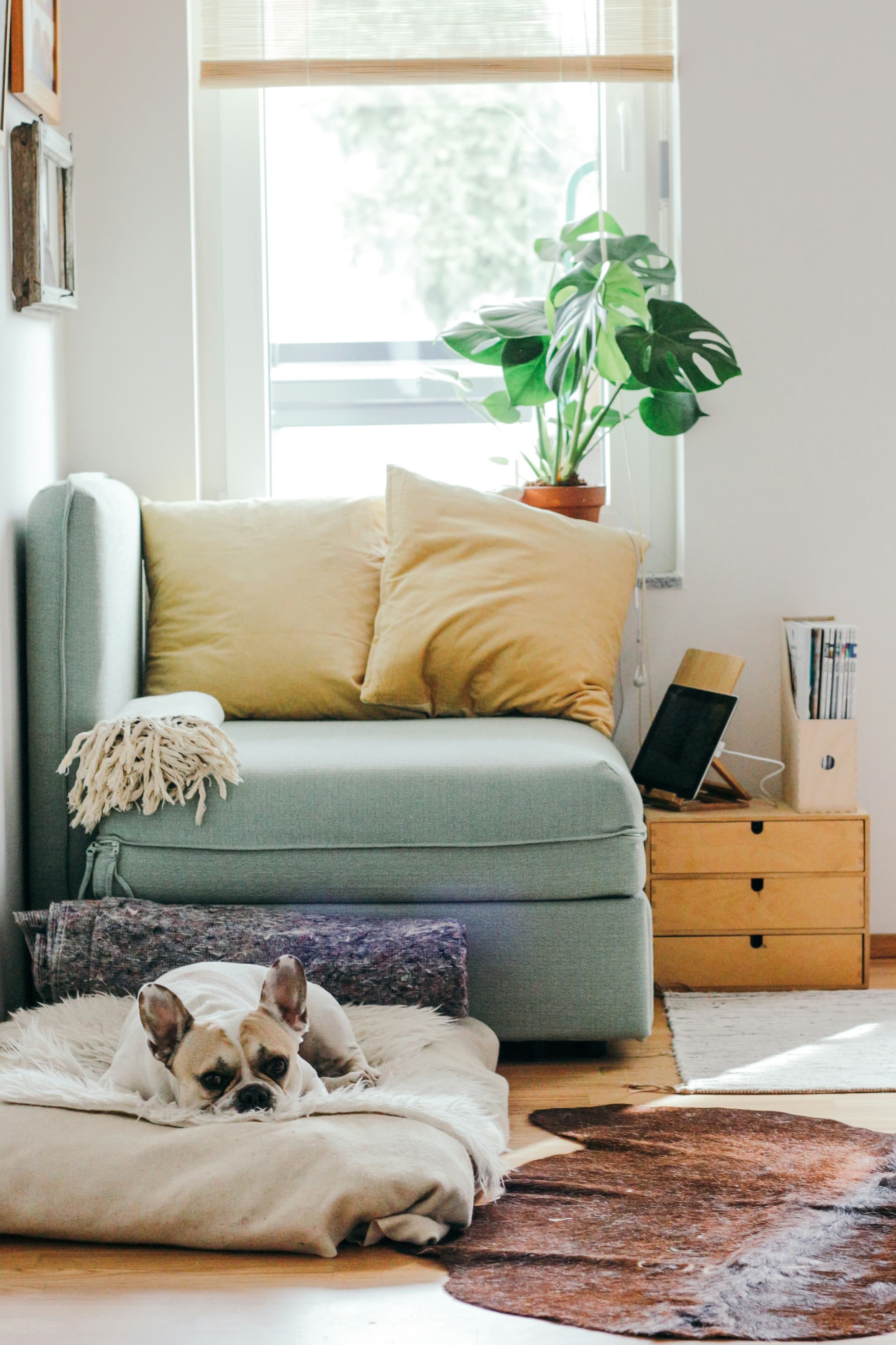 Helles Wohnzimmer mit Hund, Sessel und Zimmerpflanze am Fenster